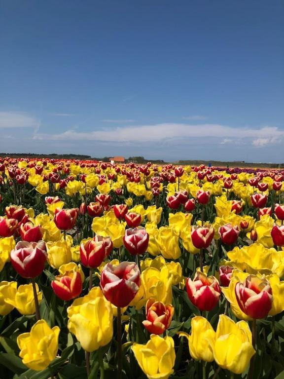 Vila Meno Mosso Sint Maartensvlotbrug Exteriér fotografie